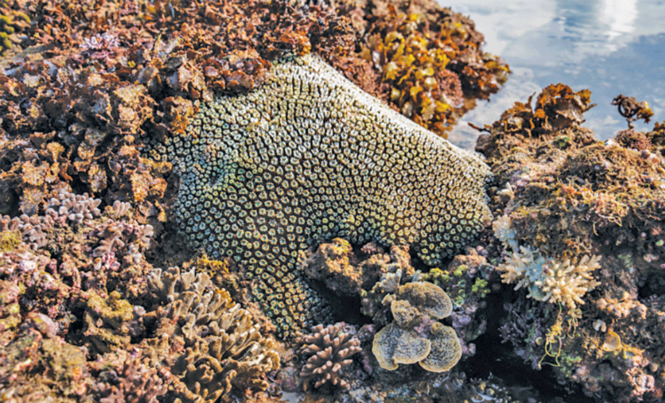 Formas exóticas de los arrecifes.