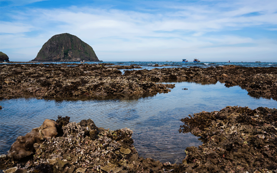 Aquí conviven casi 20 especies de coral.