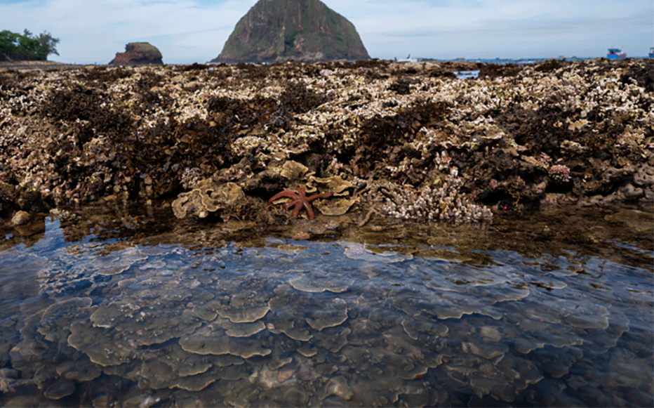 El mejor momento para disfrutar de tal hermosura es de mayo a junio lunar.