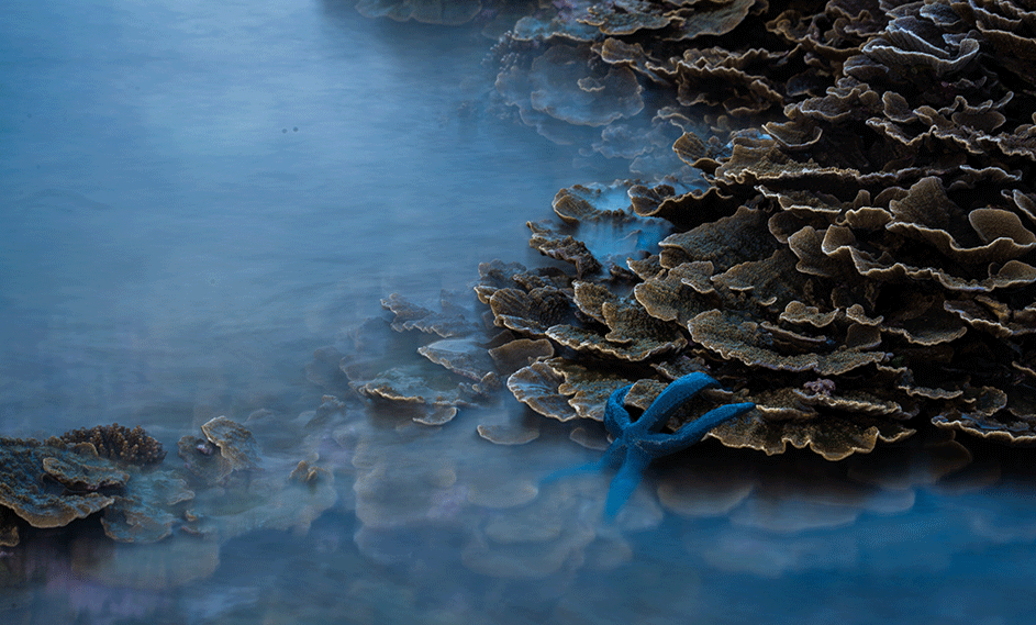 Estas especies no solo varían en forma, sino en color. También pueden moverse tal y como estuvieran en floración.