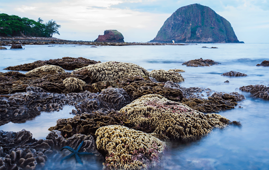 Formados a partir de los sedimentos volcánicos, los arrecifes de coral en Hon Yen poseen una belleza distintiva a la de sus similares que crecen en las aguas profundas de otras localidades.