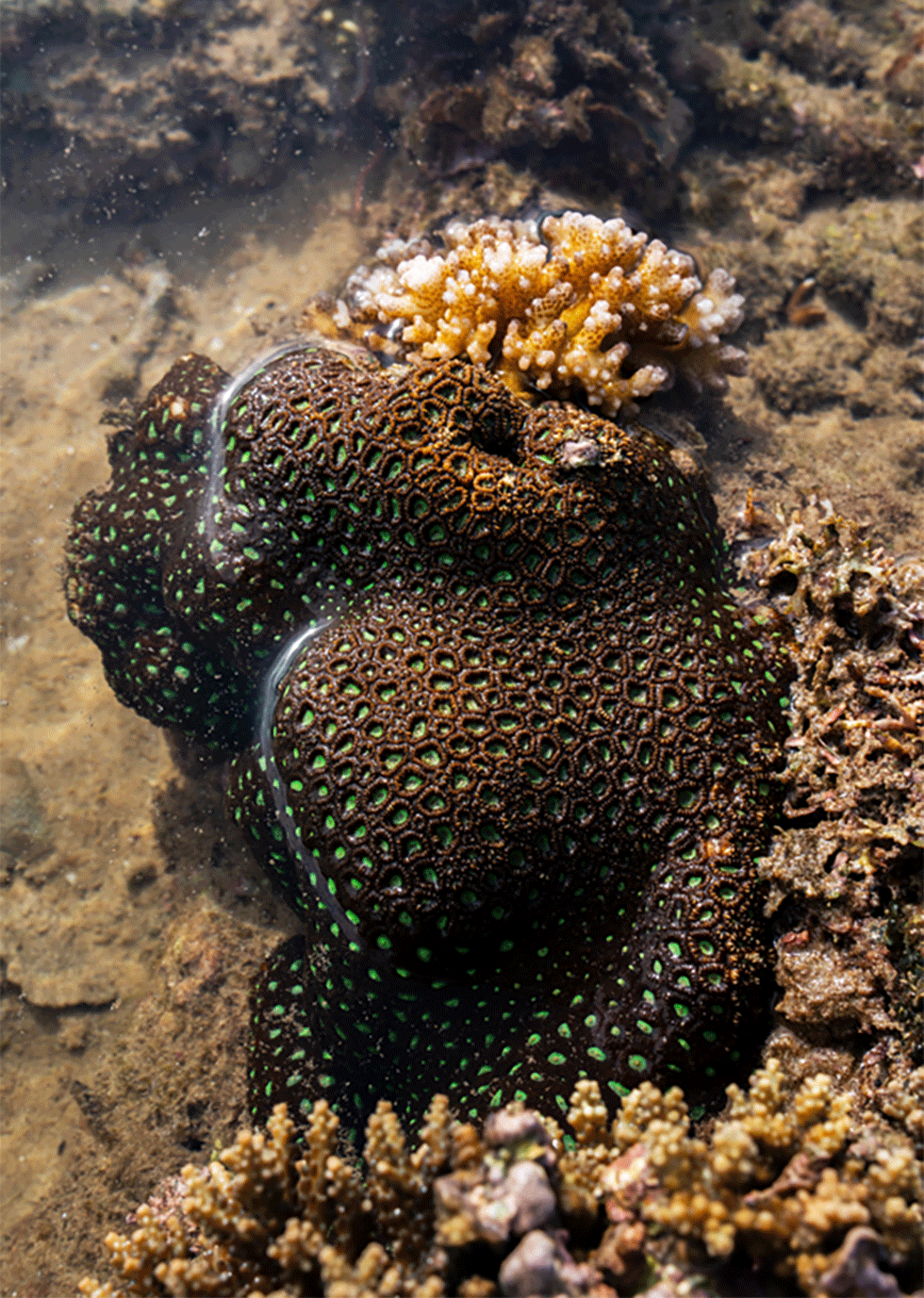 Los corales recién formados son aún blandos. Tardan hasta un siglo en agruparse en un bosque.