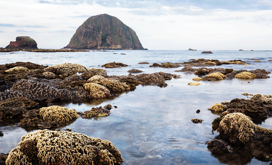 Debido a su ubicación a poca profundidad y cercana a la orilla, estos paisajes suelen quedar expuestos cuando la marea baja.