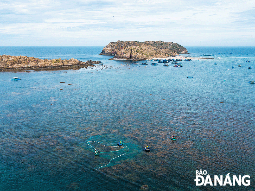 El alga marina Sargassaceae pertenece a la familia de algas marrones, orden Fucales. Tiene un alto valor económico con muchos usos en medicina, industria, agricultura y productos alimentarios. El alga marina Sargassaceae pertenece a la familia de algas marrones, orden Fucales. Tiene un alto valor económico con muchos usos en medicina, industria, agricultura y productos alimentarios.