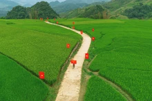Impresionante camino de banderas nacionales atraviesa los campos de arroz en Son La