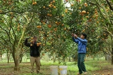 En cultivo de naranja. (Fuetne: VNA)