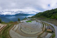 Belleza de los arrozales en terrazas de Y Ty