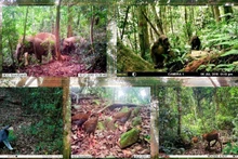 El Parque Nacional de Pu Mat es uno de los bosques de uso especial con mayor biodiversidad de Vietnam. (Foto: Nhan Dan)