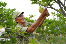 Agricultores cuidan huertos de chirimoyas cultivadas con alta tecnología en la comuna de Tan Chau. (Foto: VNA)