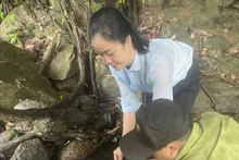 Liberan una rara tortuga de cabeza grande en su hábitat natural en la provincia vietnamita de Quang Ngai. (Foto: VNA)