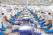 Una línea de procesamiento de pescado Tra para la exportación en Vietnam. (Foto: VNA)