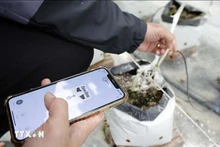 Sistema de riego automático controlado por teléfonos inteligentes. (Foto de ilustración: VNA)