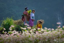 Flor de alforfón adorna el extremo norte vietnamita