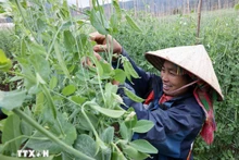 Los modelos de producción agrícola han apoyado a los hogares pobres y casi pobres en la aplicación de la ciencia y la tecnología, lo que mejora la productividad y la calidad de los productos. (Foto: VNA)