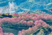 [Foto] Brillan flores de cerezo en pueblo turístico al norte de Vietnam