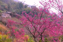 Mu Cang Chai “despierta” en temporada de durazneros silvestres