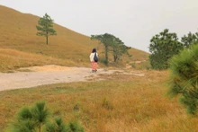 Paseo por los poéticos prados de Quang Ninh en otoño e invierno