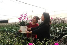 Vietnam se encuentra en plena celebración por el final de 2025. (Foto: VNA)