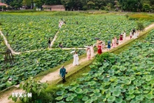 Un pantano de lotos en Ninh Binh. (Foto: VNA)