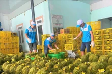 China aprecia calidad del durián de Lam Dong