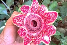 El Parque Nacional de Phong Nha-Ke Bang registra recientemente la presencia de la rara planta Sapria himalayana. (Foto: VNA)