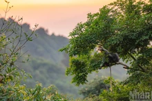 [Foto] Langures jaspeados en península vietnamita de Son Tra