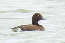 El Ferruginous duck (Aythya nyroca) encontrado en la laguna de Hac Hai. (Foto: Parque Nacional de Phong Nha-Ke Bang)