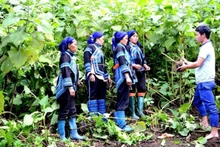 Un funcionario de la comuna de Y Ty, en la norteña provincia vietnamita de Lao Cai, enseña a residentes locales de la etnia Ha Nhi la técnica de cultivo y cosecha del yacón (Smallanthus sonchifolius). (Foto: Nhan Dan)