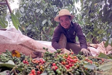 Cosecha de pimienta en Vietnam. (Foto: VNA)