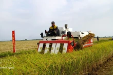 Promueven del cultivo de arroz de bajas emisiones vinculado al crecimiento verde en el delta de Mekong. (Foto: VNA)