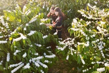 [Foto] Cafetales “nublados” de flores en Buon Ma Thuot