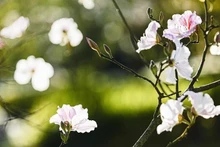 La flor Ban -de cinco pétalos, blanca inmaculada y delicada- es símbolo de las montañas y bosques de Dien Bien y del noroeste…