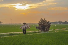Pueblo artesanal de cestas de Thu Sy, guardián de la esencia rural de Vietnam