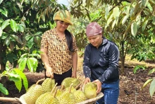 Cosecha de durian cultivado según los estándares VietGAP en la comuna de Ia Mo Nong (Chu Pah, Gia Lai). (Foto: VNA)