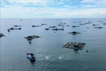 Modelo de cultivo de mariscos en jaulas en Ninh Thuan. (Foto: VNA)