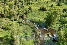 La base de datos forestales se completará a finales de este año, adaptándose al Reglamento de Deforestación de la UE (Foto: VNA)