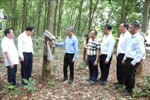 El embajador Nguyen Minh Vu (tercero desde la izquierda) visita la plantación de caucho en la provincia de Ratanakiri, Camboya. (Foto: VNA)