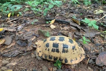 La División de Conservación y Cooperación Internacional del Parque Nacional Con Dao recibió recientemente una tortuga alargada (Indotestudo elongata). Foto: VNA