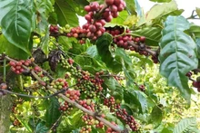 Actualmente, el café representa casi el 85 por ciento de las exportaciones totales de Vietnam a Argelia. (Foto: VNA)