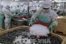 Procesamiento de camarones para exportación (Foto: VNA)