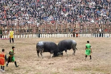 Miles de personas presenciaron el tradicional festival de lucha de búfalos.