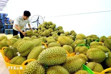 Durian, una de las principales frutas exportadas a China (Foto: VNA)