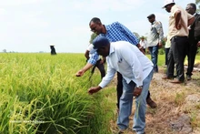 El ministro de Agricultura de Zambia, Reuben Mtolo Phiri (primero a la izquierda), conoce la variedad de arroz OM19 cultivada en la cooperativa Tien Thuan en la comuna de Thanh Quoi, ciudad de Can Tho. (Foto: VNA)
