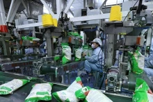 Vietnam busca redefinir estrategias para exportaciones arroceras