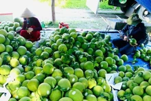 Pomelos para exportación (Foto: VNA)