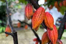 Foto ilustrativa. (Fuente: VNA)