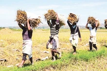 Agricultura es un importante ámbito de la cooperación entre Vietnam y Angola. (Foto: Nhan Dan)