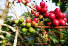 [Vídeo] Café vietnamita por conquistar al mundo