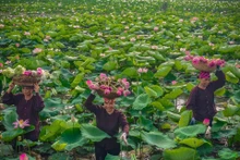 Florecientes lotos al pie de las magníficas montañas de piedra caliza en Ninh Binh
