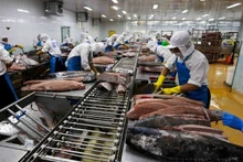 Procesamiento de atún para exportación a Japón, Estados Unidos y Europa en la empresa BIDIFISCO. (Foto: VNA)